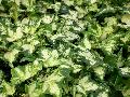 Kolibri English Ivy / Hedera helix 